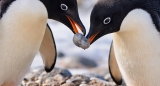 Romantika u životinjskom svetu: Pingvini se „prose“ kamenčićima