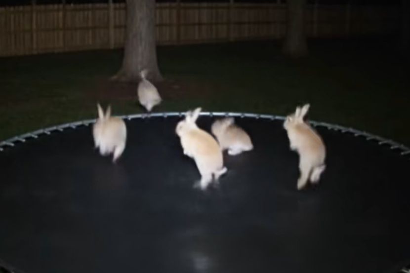 Razigrani zečevi na trambulini osvojili internet – evo šta se zapravo dešava